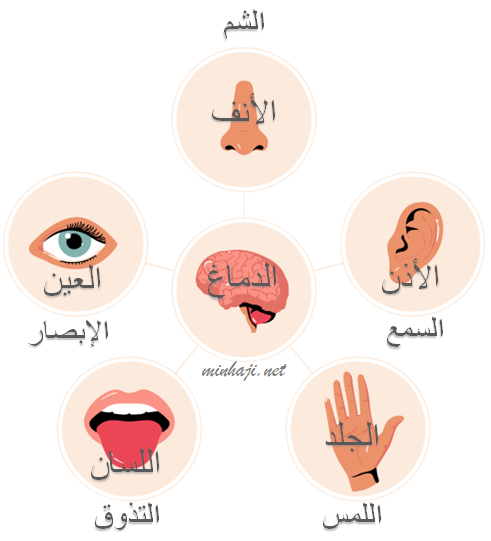 أعضاء الحس أعضاء الحس